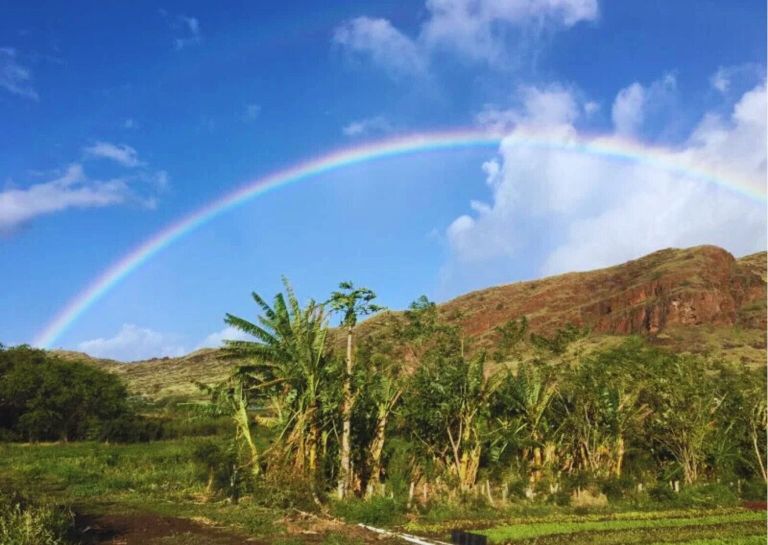 Kahumana Organic Farms
