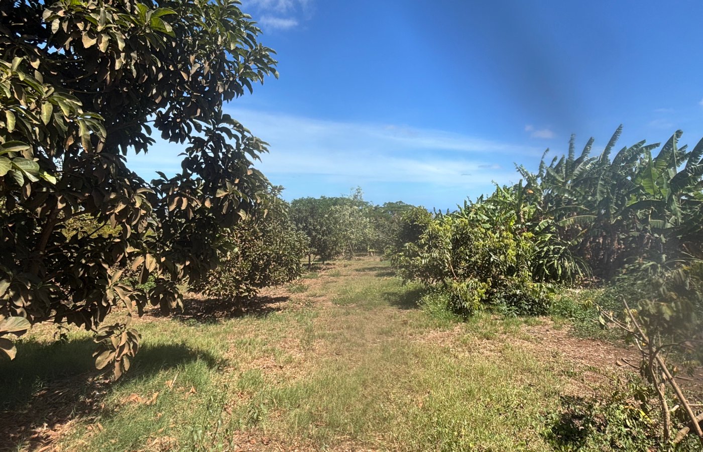 Farmers Market - Farmland