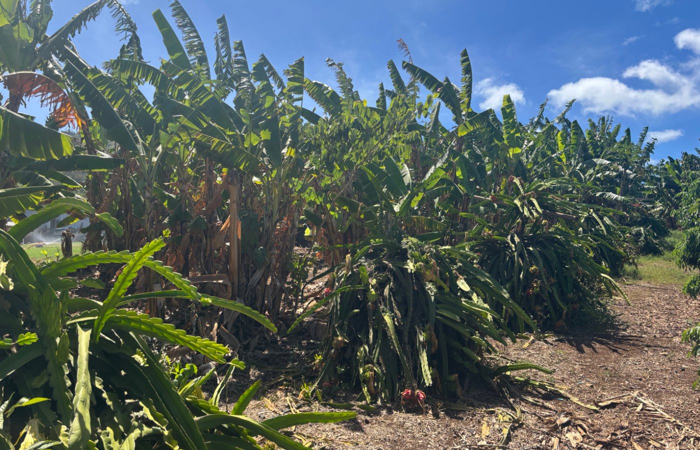 Farmers Market - Farmland2